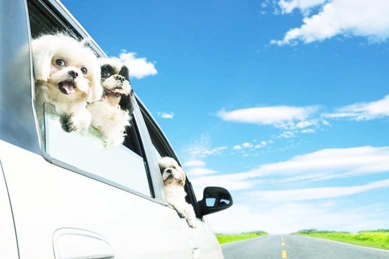 ペットと一緒のドライブをもっと楽しめる車用グッズとは？